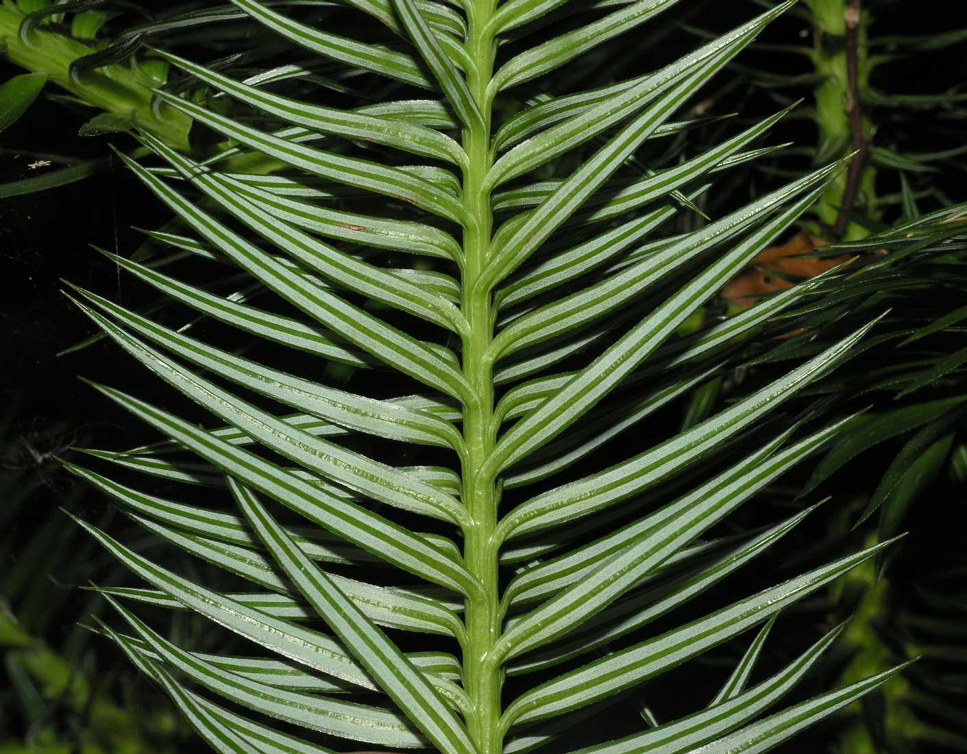 Cupressaceae Cunninghamia lanceolata
