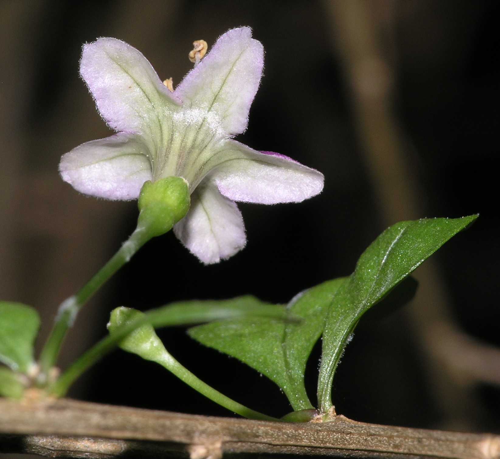 Solanaceae Lycium chinense