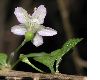 image of Lycium chinense