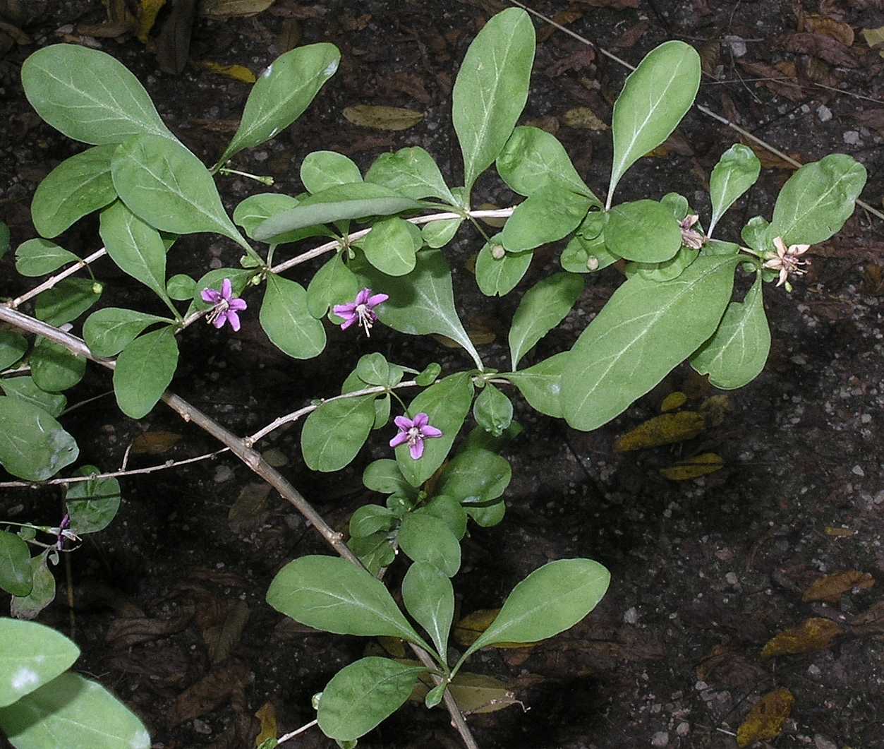 Solanaceae Lycium chinense