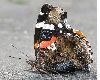 image of Vanessa atalanta
