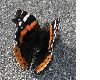 image of Vanessa atalanta