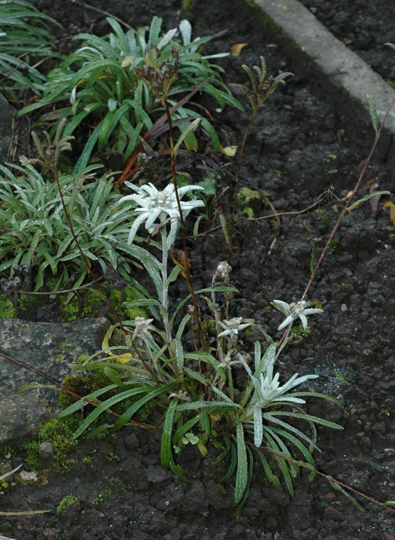 Asteraceae Leontopodium alpinum