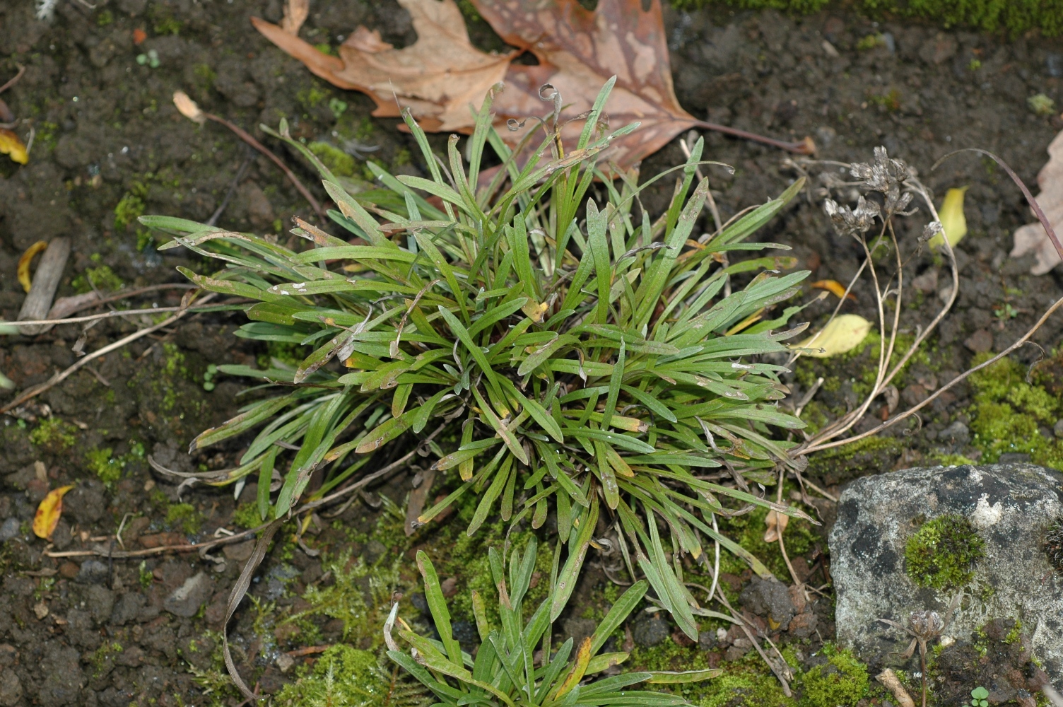Asteraceae Leontopodium alpinum