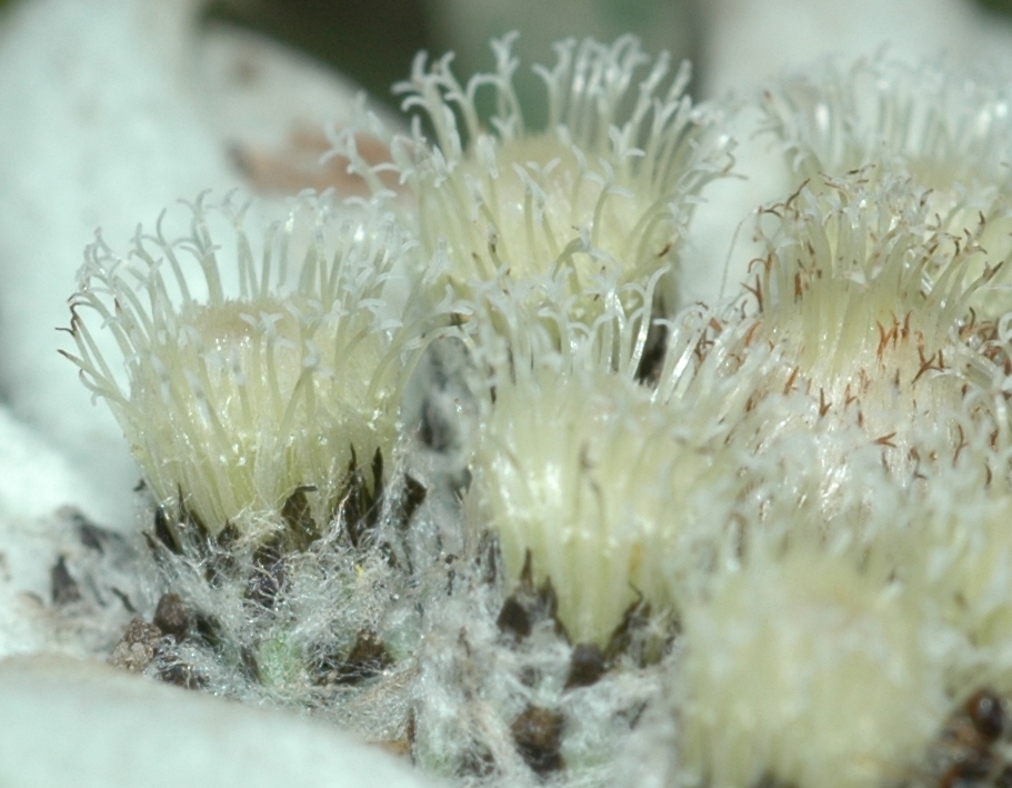 Asteraceae Leontopodium alpinum