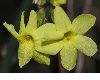 image of Jasminum nudiflorum