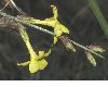 image of Jasminum nudiflorum