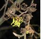 image of Hamamelis 
