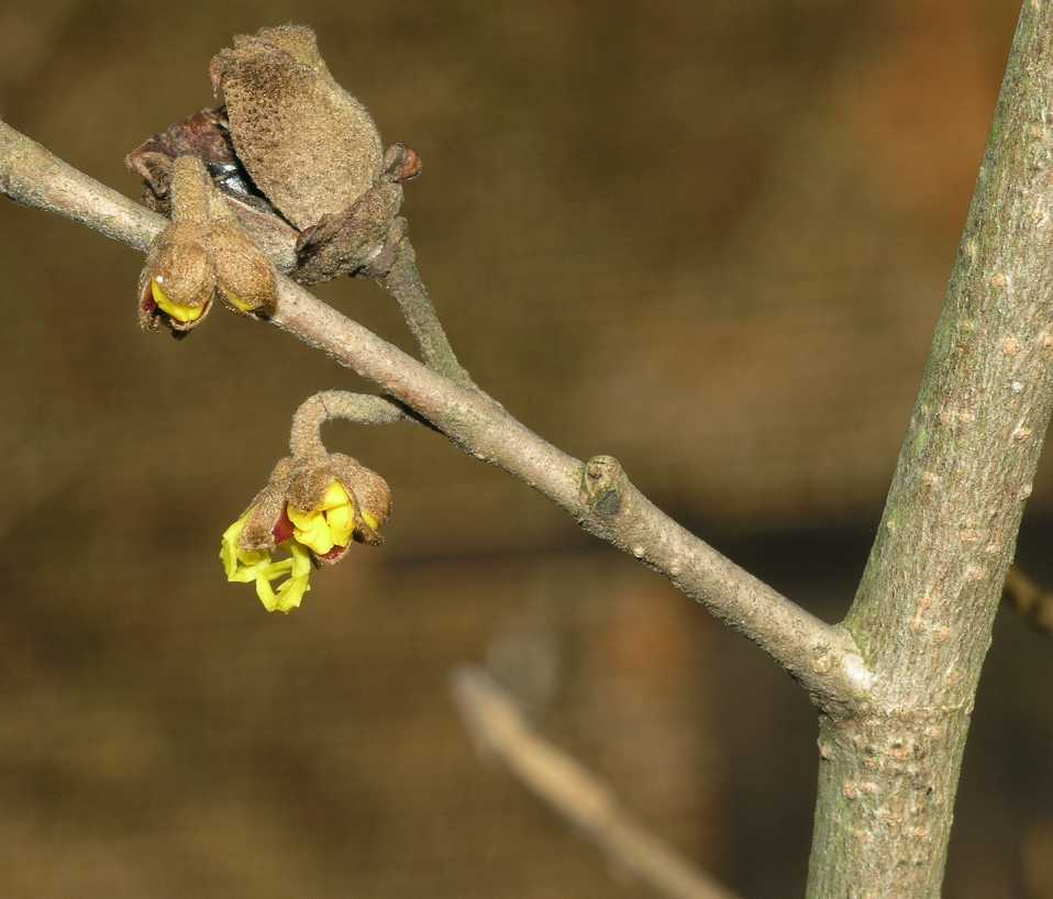 Hamamelidaceae Hamamelis 