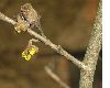 image of Hamamelis 