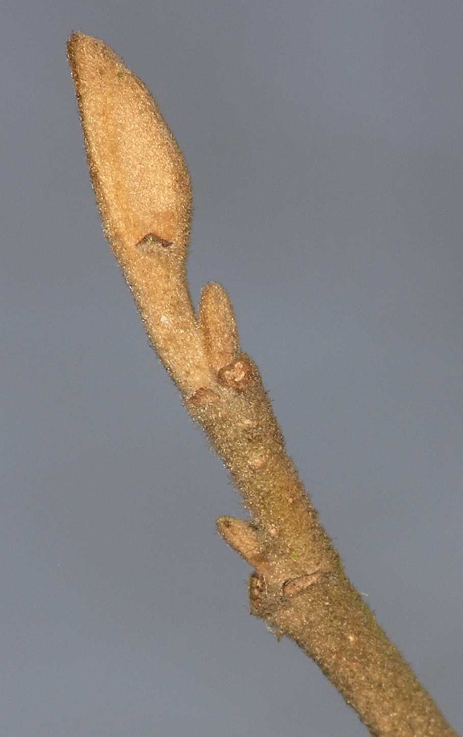 Hamamelidaceae Hamamelis 