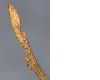 image of Hamamelis 