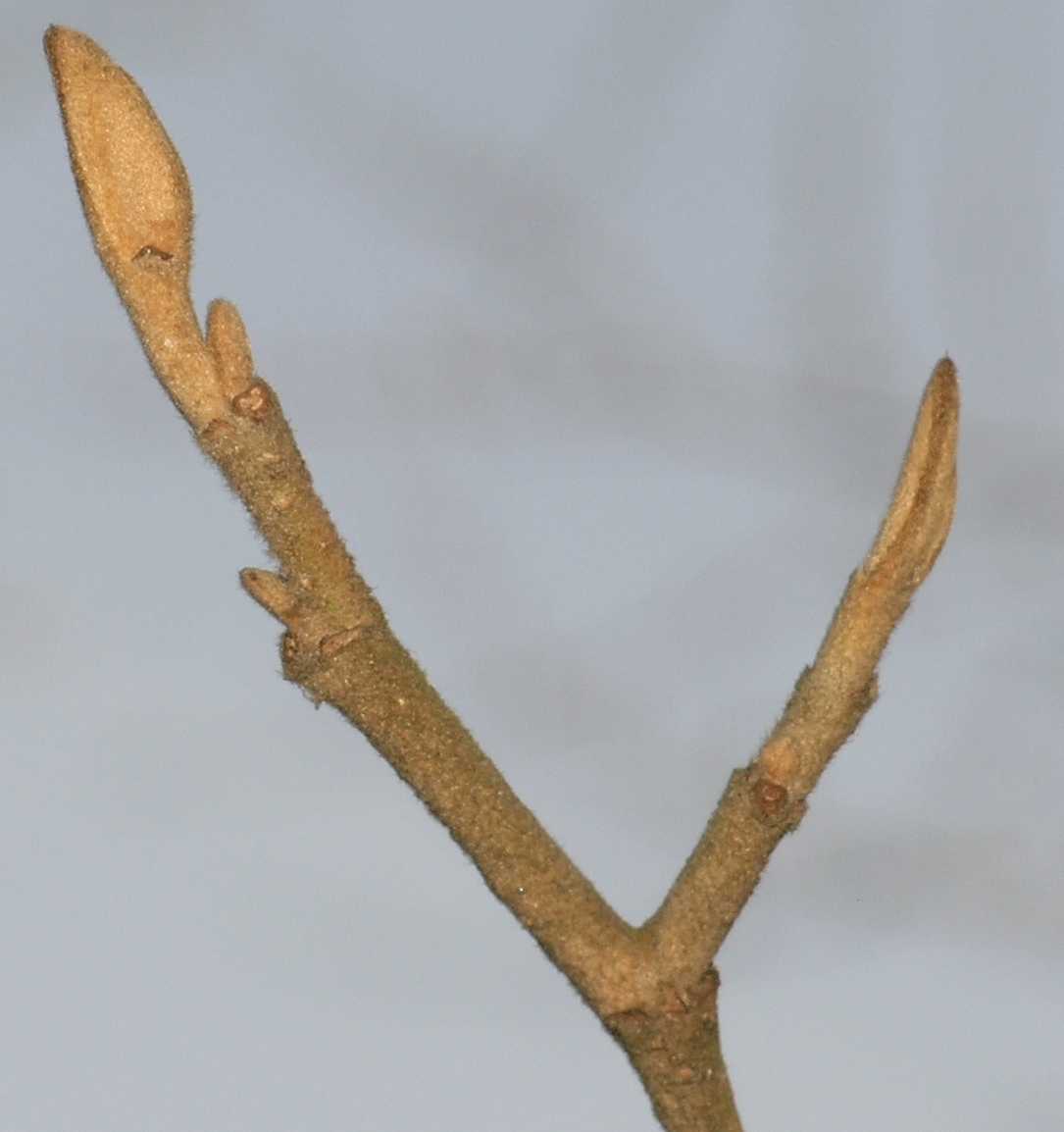 Hamamelidaceae Hamamelis 