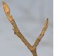 image of Hamamelis 