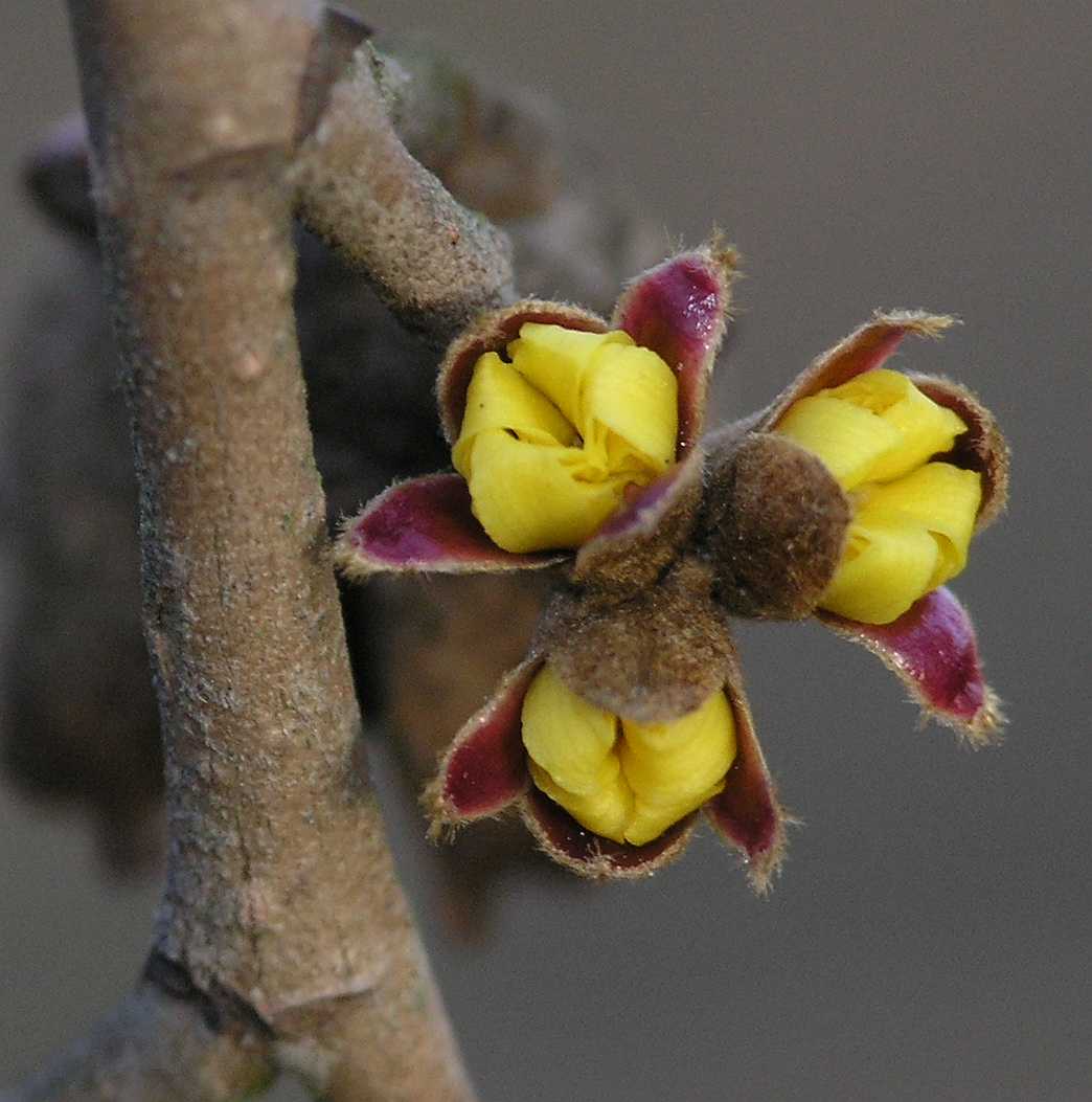 Hamamelidaceae Hamamelis 