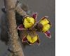image of Hamamelis 