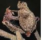 image of Hamamelis 