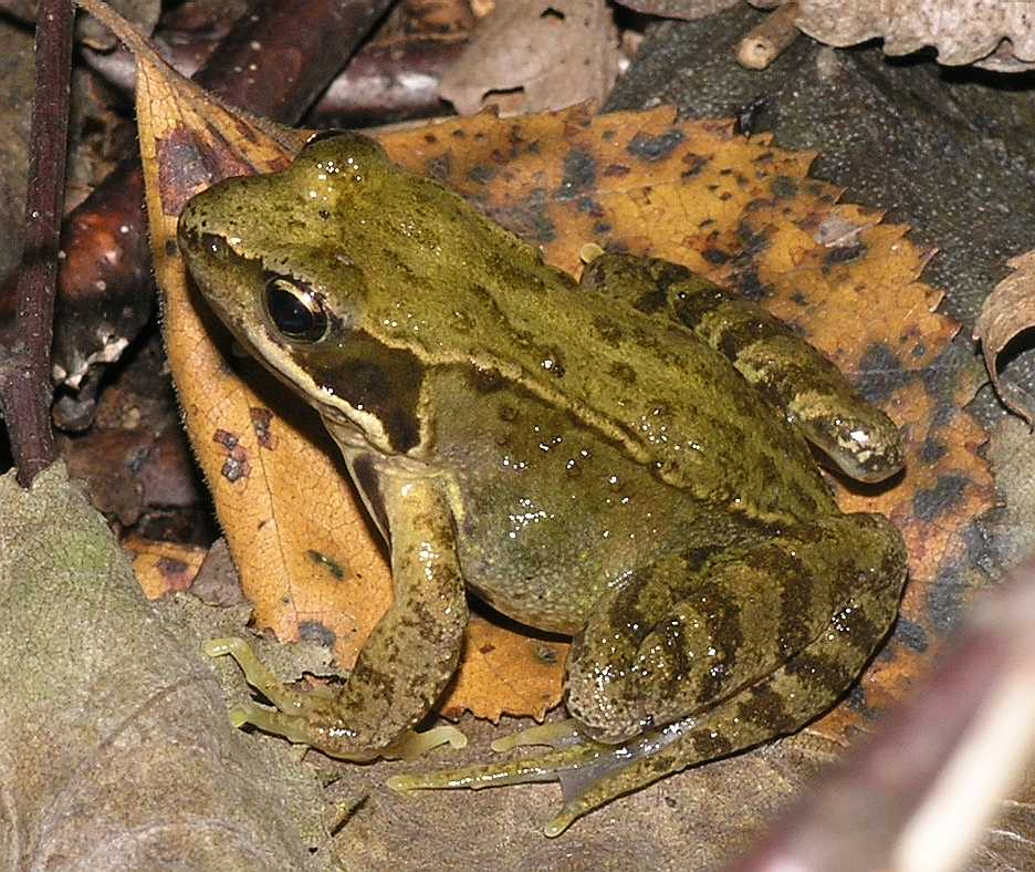 Ranidae Rana temporaria