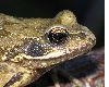 image of Rana temporaria