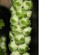 image of Bencomia caudata