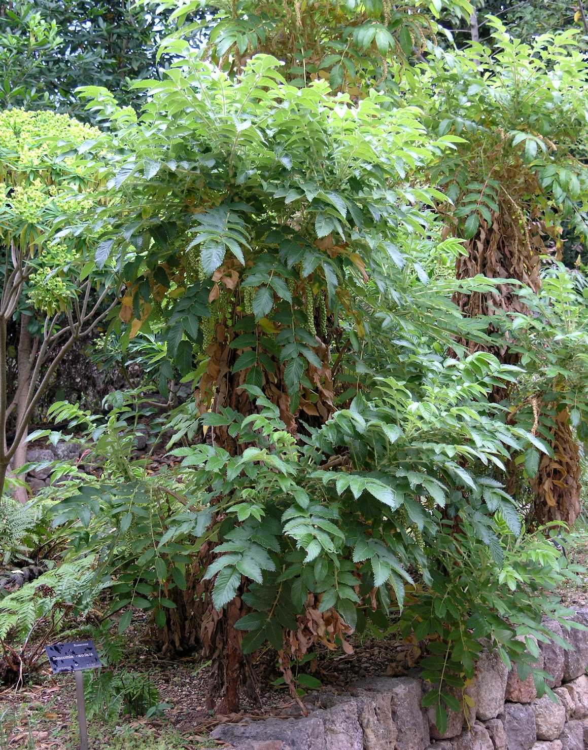 Rosaceae Bencomia caudata