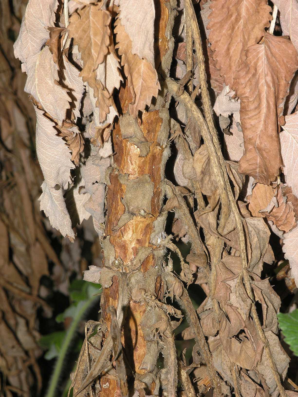 Rosaceae Bencomia caudata