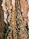 image of Bencomia caudata