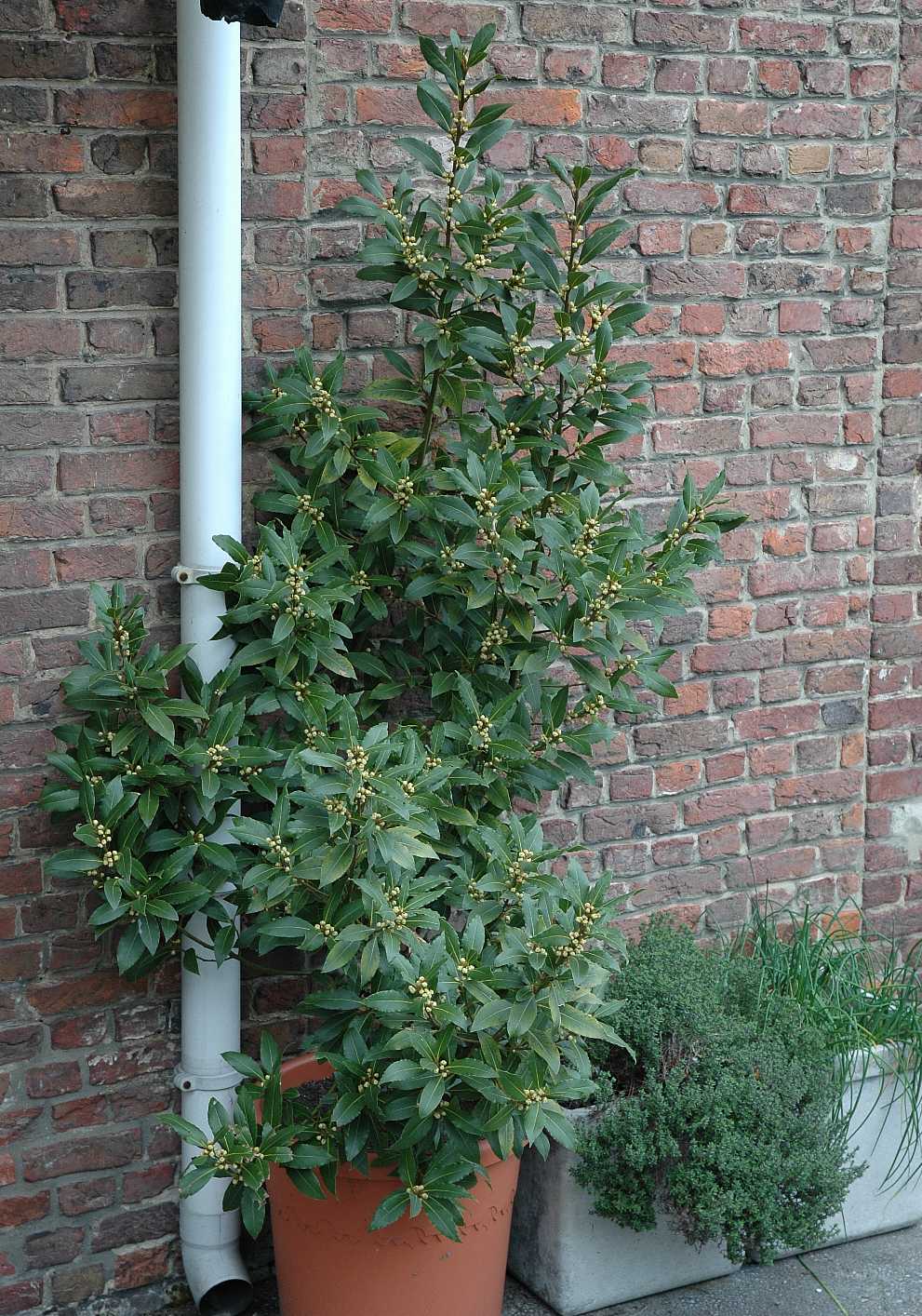 Lauraceae Laurus nobilis