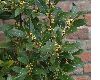 image of Laurus nobilis