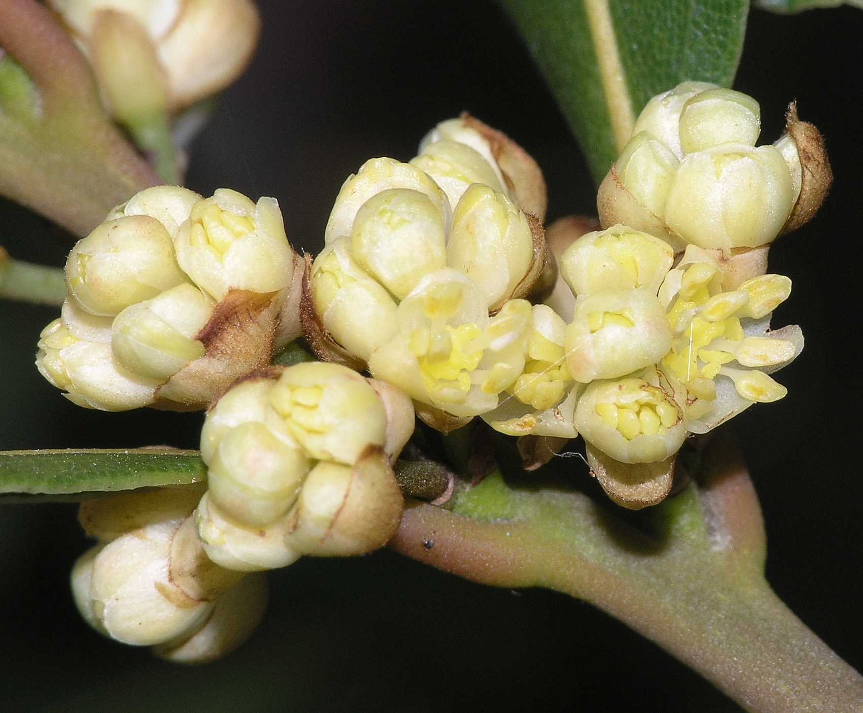Lauraceae Laurus nobilis