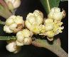 image of Laurus nobilis