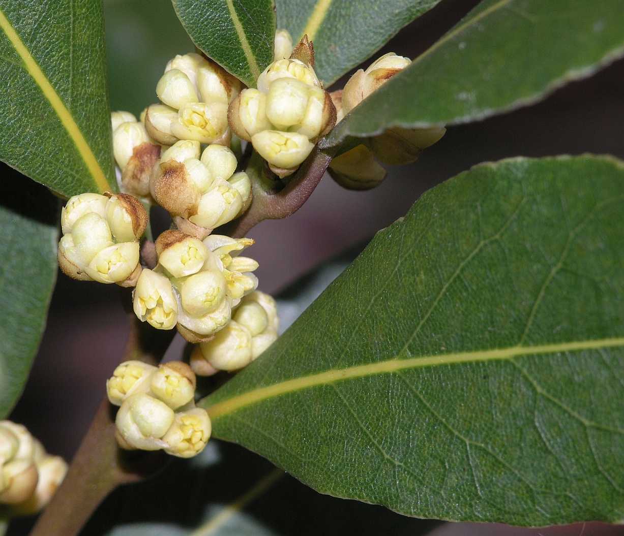 Lauraceae Laurus nobilis