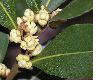 image of Laurus nobilis
