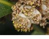 image of Laurus nobilis