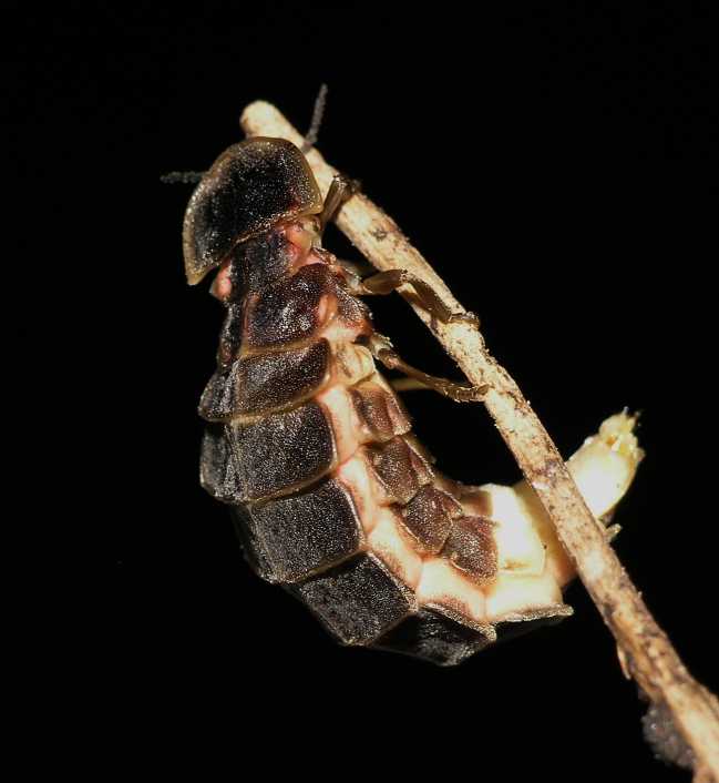 Lampyridae Lampyris noctiluca