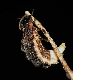 image of Lampyris noctiluca