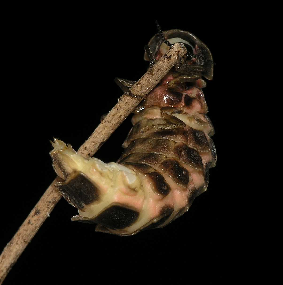 Lampyridae Lampyris noctiluca