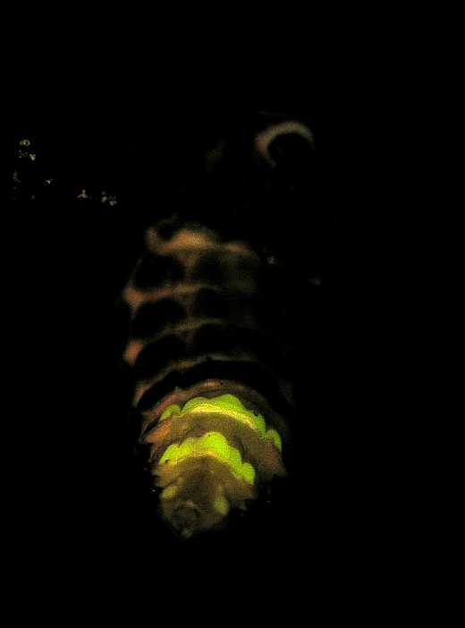 Lampyridae Lampyris noctiluca