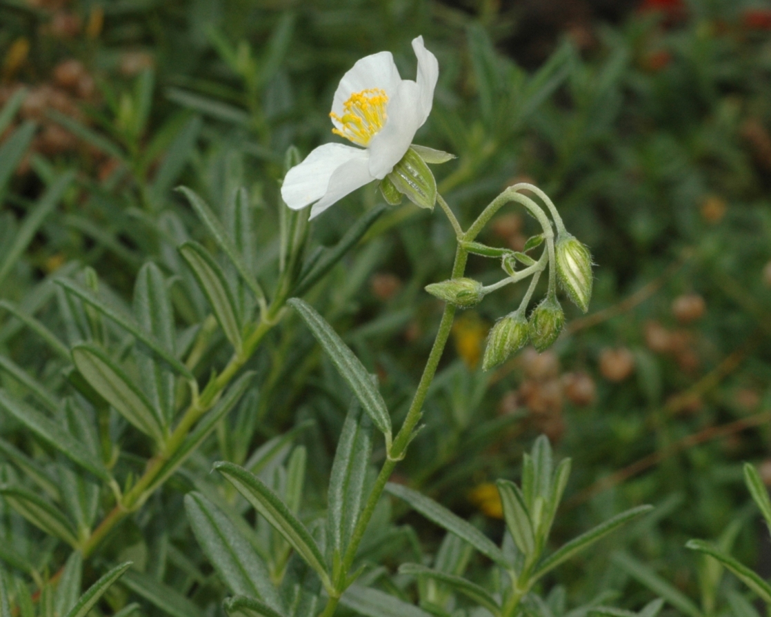 Cistaceae Helianthemum apenninum