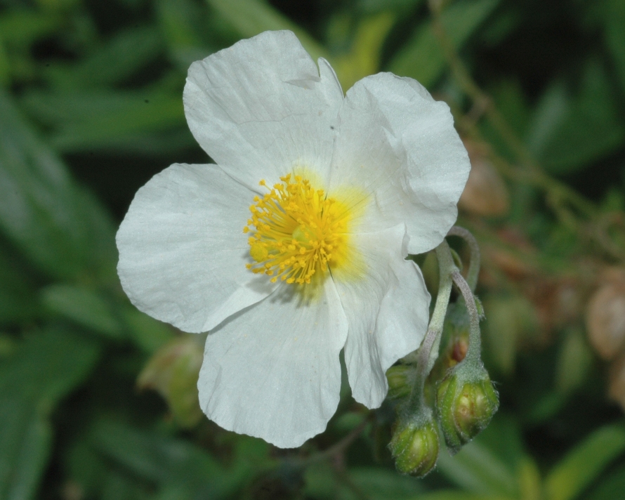 Cistaceae Helianthemum apenninum