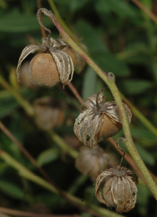 Cistaceae Helianthemum apenninum