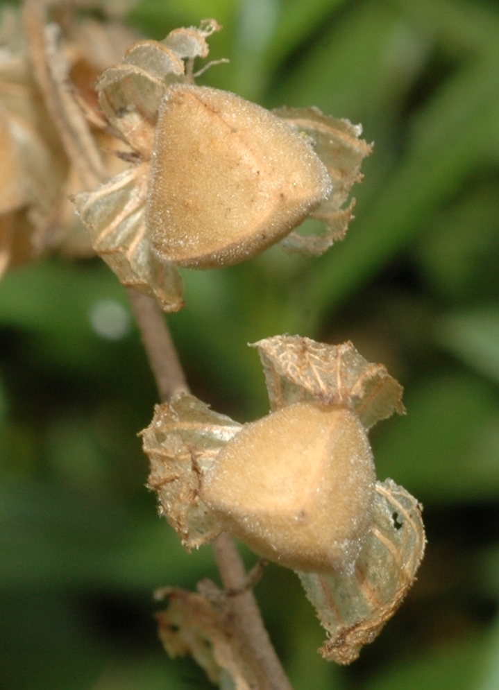 Cistaceae Helianthemum apenninum