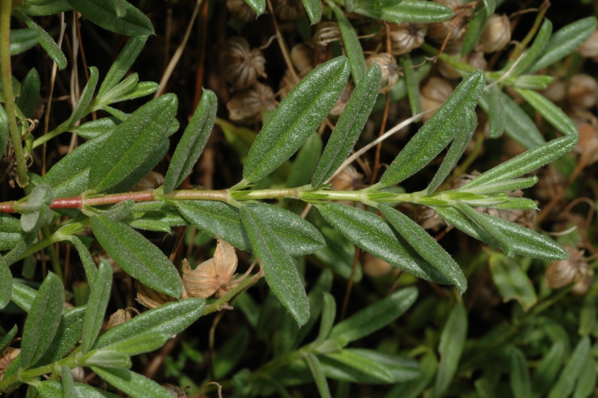 Cistaceae Helianthemum apenninum