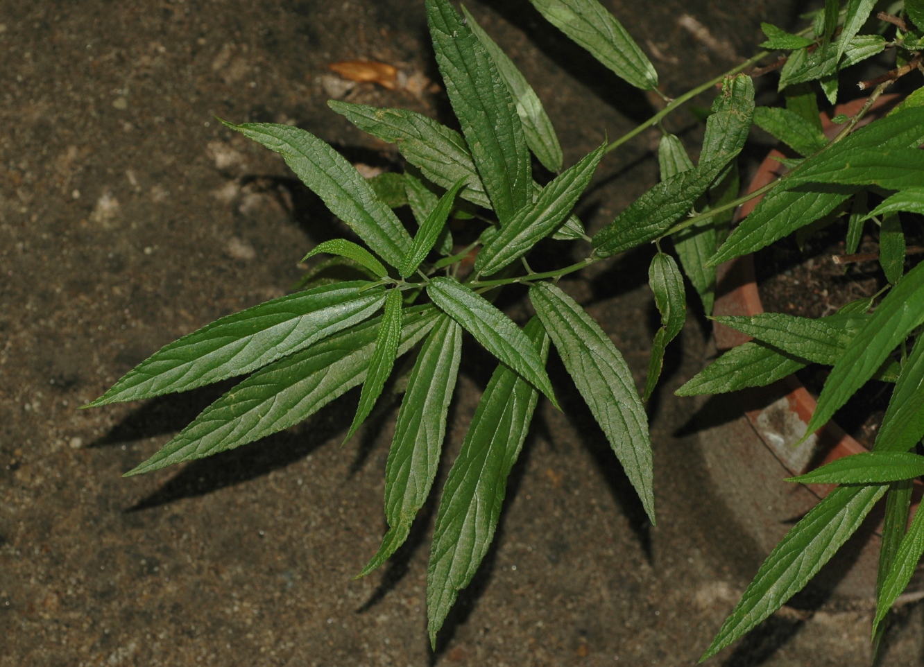 Urticaceae Debregeasia edulis