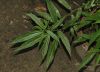 image of Debregeasia edulis