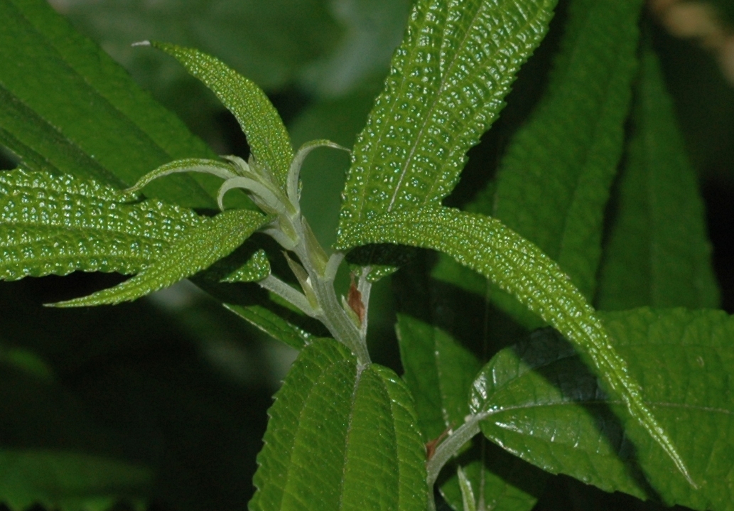 Urticaceae Debregeasia edulis