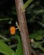 image of Debregeasia edulis
