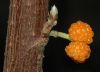 image of Debregeasia edulis