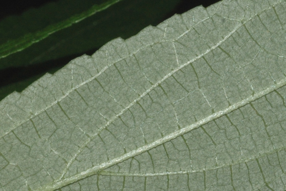 Urticaceae Debregeasia edulis