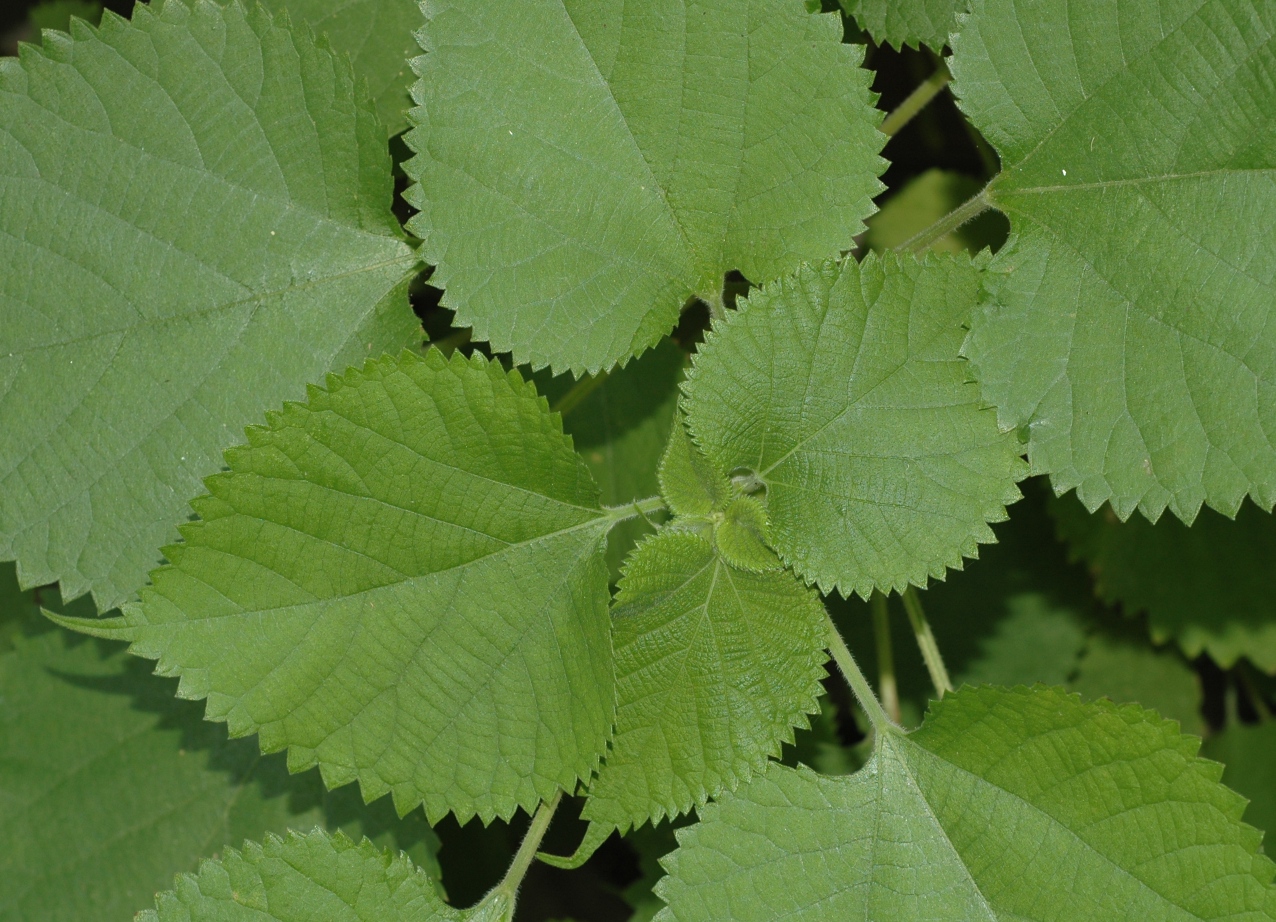 Urticaceae Boehmeria nivea
